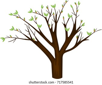 Spring tree with young green leaves on a white background