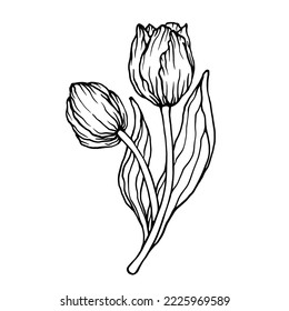 Spring tulip flower botanical sketch, vector graphic.