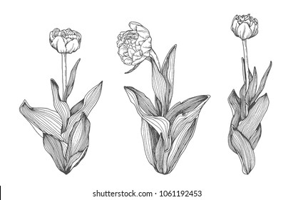 Spring tulip flower hatching set, black hand drawn monochrome etching botanical draft sketch isolated on white background. Vintage vector line art illustration.