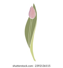 Spring tulip flower. Vector graphics.