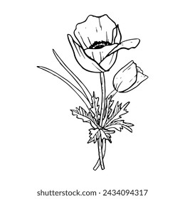 Spring tulips or anemone poppies flower bouquet with grass vector illustration Black and white botanical drawing for greeting cards and wedding designs