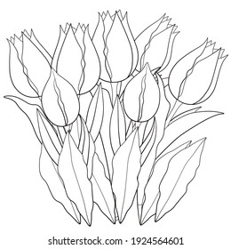 Frühlingstropfen und Knospen auf weißem Hintergrund. Farbbuch für Kinder und Erwachsene