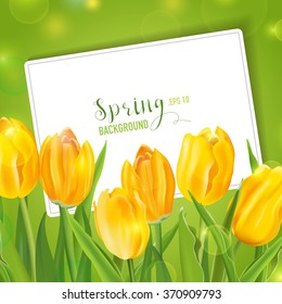 Frühlingstifte, floraler Hintergrund - mit Karte für Ihren Text - in Vektorgrafik