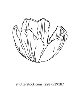 Spring tulips flower head line art ink design for logo or tattoo 