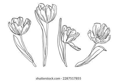 Spring tulips flower set line art black ink illustration for design of coloring book, card, invite 