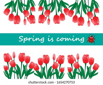 Spring tulips flowers with spring is coming text,vector illustration.