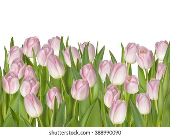 Spring tulips isolated on white background. EPS 10 vector file included
