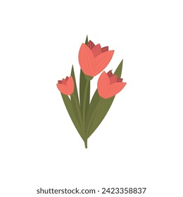 Tulipanes de primavera sobre fondo blanco