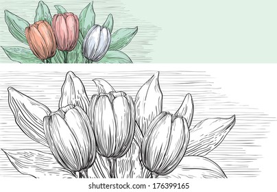 Spring tulips. Vector of  tulips with many leaves at color and black and white engraving style.