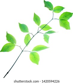 Spring twig of dogwood bush isolated vector illustration