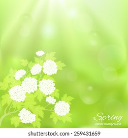 Spring twig with green leaves on a green background. Stylish spring background with a place for text, good for cards, invitations