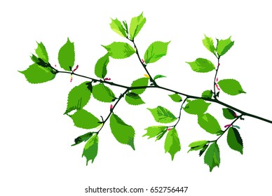Spring twig of hazel with young green leaves isolated on white, vector illustration