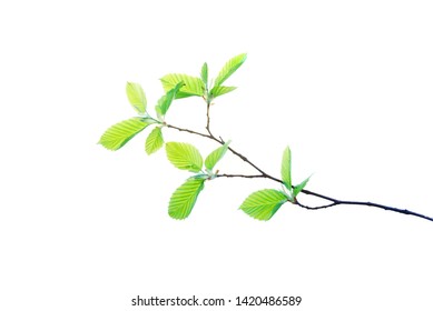 Spring twig of hornbeam with first young leaves isolated on white vector illustration