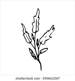 Spring twig with leaves, floral vector object in doodle style, flowers hand draw, isolate on a white background.