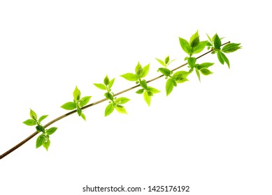 Spring twig with pointed leaves isolated on white, vector illustration