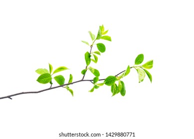 Spring twig with pointed leaves isolated on white, vector illustration