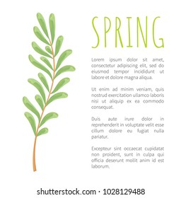 Spring and twig with tiny oblong leaves botanical poster. Wild plant with unusual leaves. Green branch and sample text cartoon vector illustration.