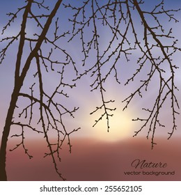 Spring twig tree against the backdrop of the sunset. Spring holiday card with place for text. Stylish fashion background