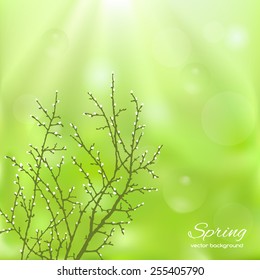 Spring twig tree on a green background. Spring holiday card with place for text. Stylish fashion background