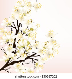 Spring vector background with detailed blossoming branch of cherry