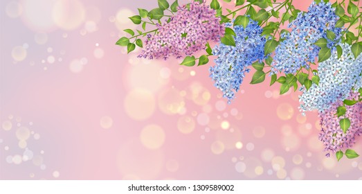 Spring vector floral background. Branch of a blossoming Lilac