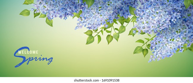 Spring vector floral background. Branch of a blossoming Lilac