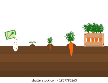 spring vector illustration on the theme of planting and growing carrots from seed to harvest