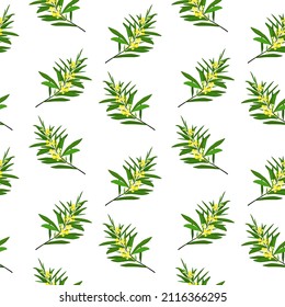 spring vector pattern with mimosa twigs on a white background
