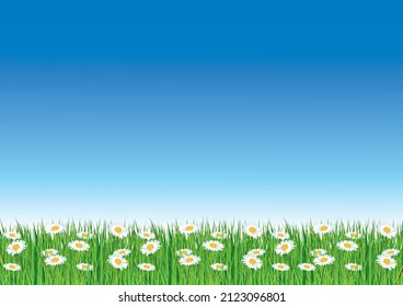 Spring vector wallpaper with blue sky and fresh green grass with daisies.