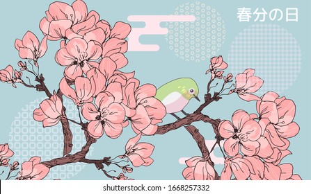 Spring Vernal Equinox day celebration card template. Cherry blossom sakura and japanese white eye bird. Vector illustration. Caption translation: Vernal Equinox Day