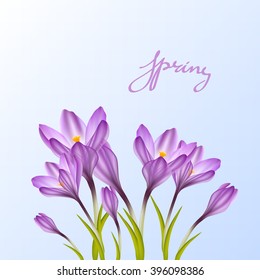 Spring violet crocus flowers on blue sky. Floral nature background. hand drawn lettering. Vector illustration 