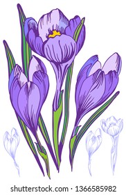 Spring violet crocuses on white. Floral nature. Vector isolate element. Spring crocus flower. Greeting easter card crocus flower.