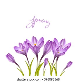 Spring violet crocuses on white. Floral nature spring background. illustration crocus flower. Spring crocus flower. Greeting easter card crocus flower. Beautiful crocus flower 