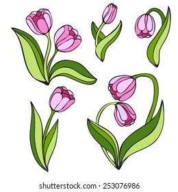 spring. violet tulips isolated