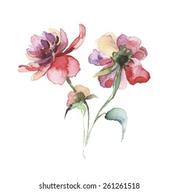 The spring  watercolor flower isolated on the white background