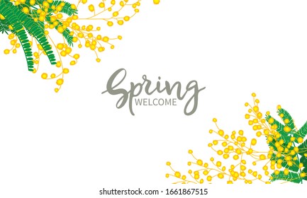 Spring welcome, lettering. Mimosa flowers bunch isolated on white background. Vector floral greeting card.
