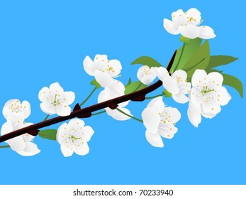 Spring white blossoming twig of cherry tree (vector)