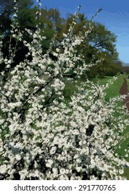 Spring white bush of wild flowers on background of blue sky