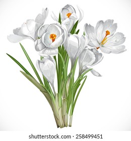 Spring white crocuses on the vine isolated on white background