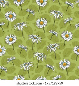 Spring White Daisies on Green Leaves Background Vector Seamless Pattern