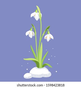 Spring white flowers isolated. Snowdrops vector illustration. Snowdrops bloom on the snow. flat Simple vector illustration.