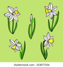 spring white narcissus single