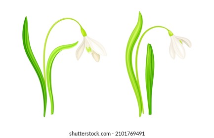 Spring white snowdrops set. Beautiful fragile blooming flower, spring symbol vector illustration