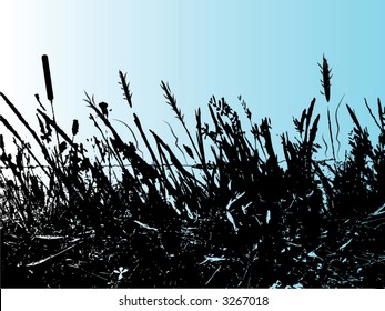 spring wild flowers