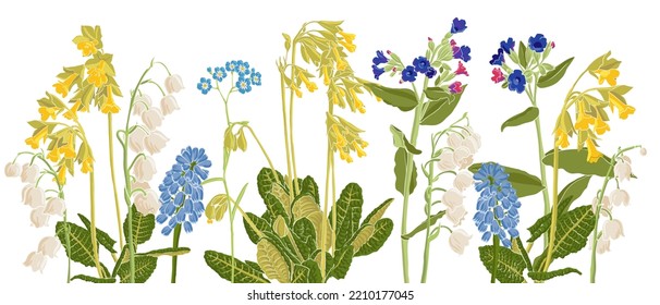 spring wild flowers, vector drawing wild plants at white background, flowering meadow , hand drawn botanical illustration