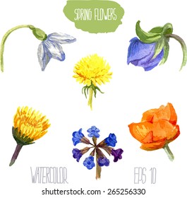 Spring wild flowers. Vector watercolor illustration.