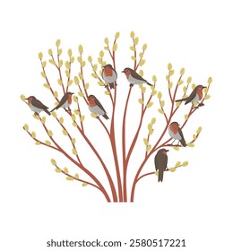 spring willow, vector drawing tree with catkins and european robin birds, sallow, osier isolated at white background, hand drawn illustration