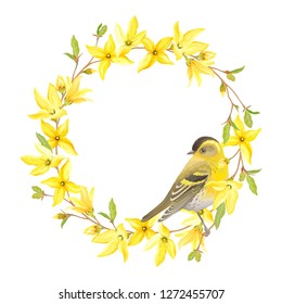 Spring wreath with bird Siskin, blossoming yellow flowers and green leaves branches Forsythia. Vector tender illustration on white background in watercolor style.