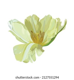 Spring yellow blooming tulip isolated on white background.