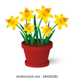 spring yellow daffodils growing in red pot